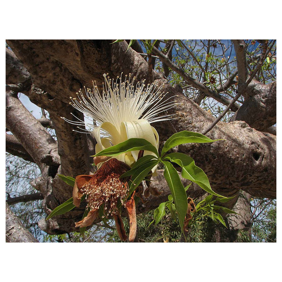 Adansonia Gregorii Seeds (Australian Baobab) – Heirloom Non-GMO Rare Tree Seeds for Planting | Neera Seeds product photo [neera-v4-47c40481c335b0ad8f69]