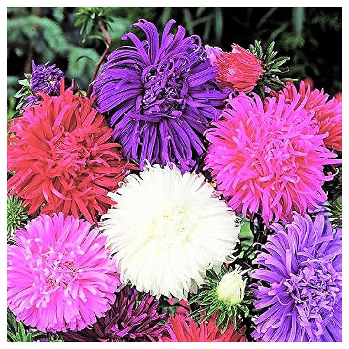 Giant Multi Aster Flower Seeds for Planting – Heirloom, Non-GMO, High Germination Organic Garden Seeds | Neera Seeds product photo [neera-v4-47c766bed3263825b188]