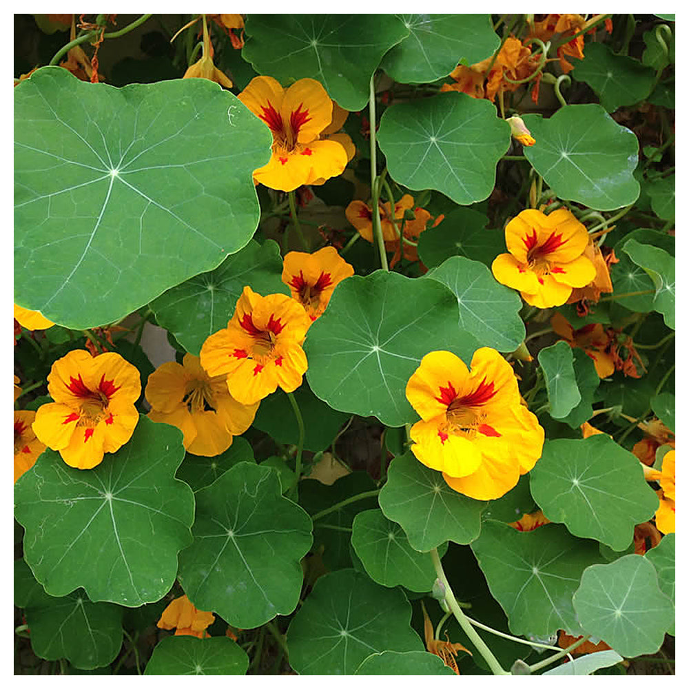 Heirloom Yellow Red Nasturtium Flower Seeds for Planting – Non-GMO, Vibrant Edible Blooms | Neera Seeds product photo [neera-v4-47e2689cb24d527d5f7b]