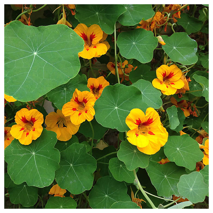 Heirloom Yellow Red Nasturtium Flower Seeds for Planting – Non-GMO, Vibrant Edible Blooms | Neera Seeds product photo [neera-v4-47e2689cb24d527d5f7b]