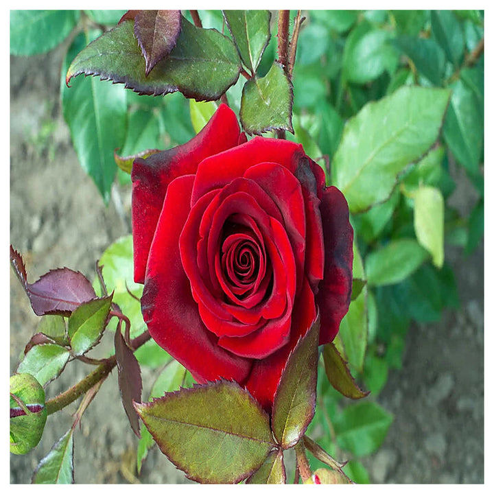 Hybrid Rose Flower Seeds for Planting – Heirloom, Non-GMO Seeds for Home Gardens, High Germination | Neera Seeds product photo [neera-v4-47ee4b4ee3fbf2c0bdfd]