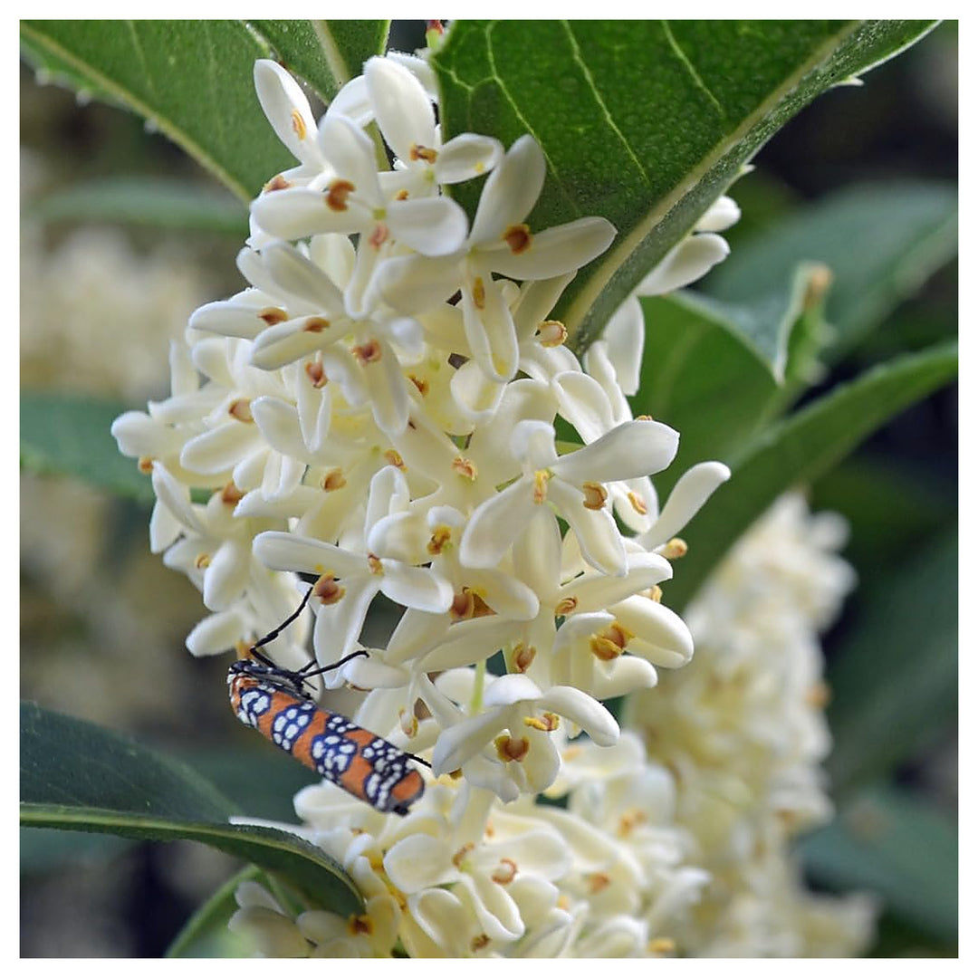 Heirloom Non-GMO Osmanthus Flower Seeds for Planting – Fragrant Garden Blooms, High Germination Organic Seeds | Neera Seeds product photo [neera-v4-47fee2fbd5c3d85523ef]