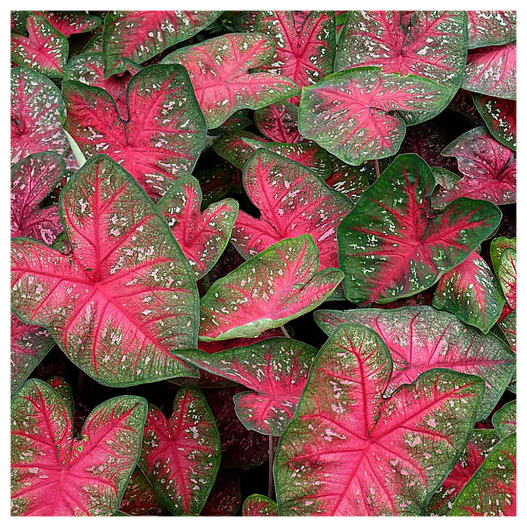Heirloom Berries 'N Burgundy Caladium Seeds – Non-GMO, High Germination Organic Garden Seeds for Planting Ornamenta | Neera Seeds product photo [neera-v4-47ff2bd05973f6660aeb]