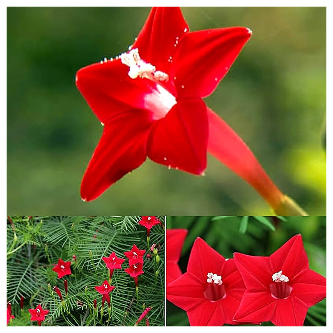 Red Cypress Drought Resistant Flower Flower Seeds for Home Garden Planting, Exotic Organic Blooming | Neera Seeds product photo [neera-v4-4802f8042d6bfd8b53a2]