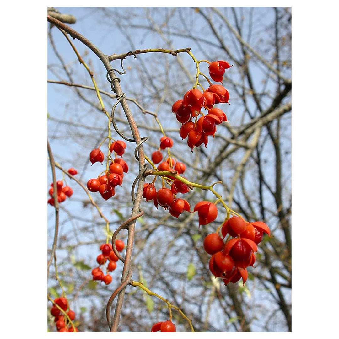 Celastrus Fruit Seeds – Grow Hardy & Ornamental Vines | Neera Seeds product photo [neera-v4-48075419278ea33f64e3]