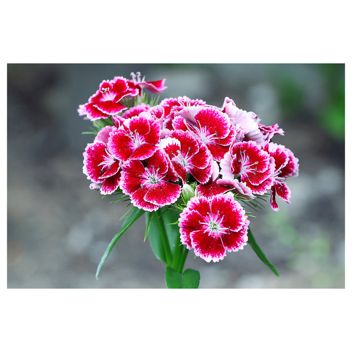 White Pink Dianthus Barbatus Flower Seeds for Planting - 100 pcs | Neera Seeds product photo [neera-v4-480a807e44ec82eefa34]