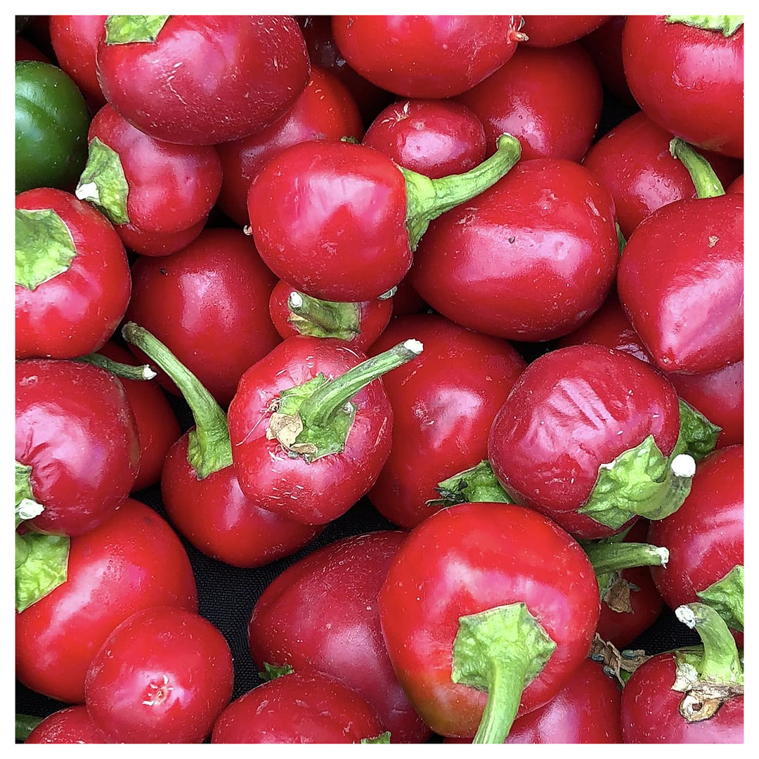 Cherry Bomb Pepper Vegetable Seeds for Planting – Heirloom Non-GMO, High Germination Organic Garden Seeds | Neera Seeds product photo [neera-v4-480d119eb788174845e2]