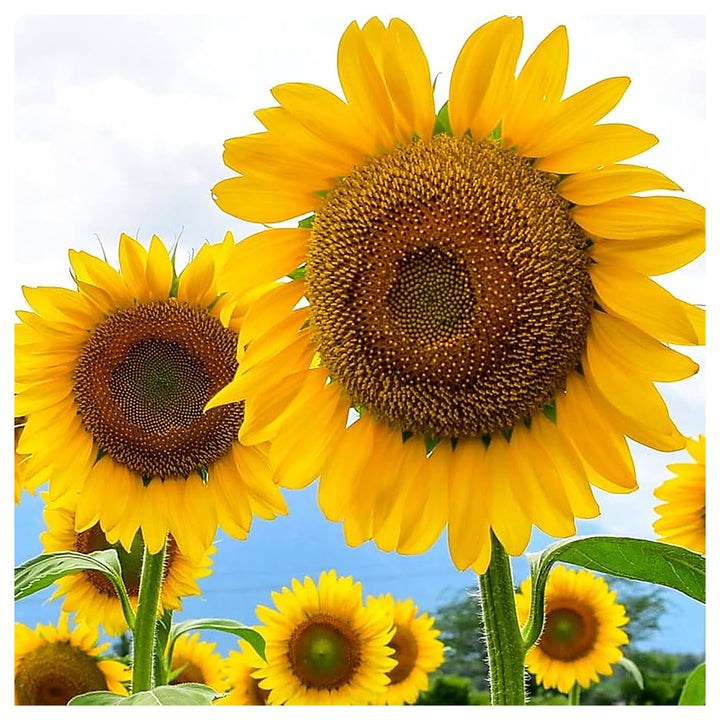 Sunflower Helianthus Annuus Planting Vegetable Patch Home Garden Flower Seeds Home Garden | Neera Seeds product photo [neera-v4-4814a1c4ca70a3f64d07]
