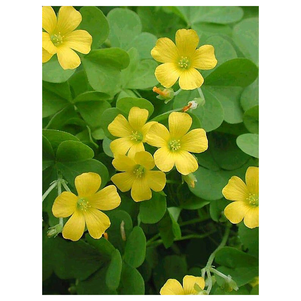 Yellow Oxalis Versicolor Seeds – Heirloom, Non-GMO Flower Seeds for Planting | Neera Seeds product photo [neera-v4-4814a7e65069d7a5f201]