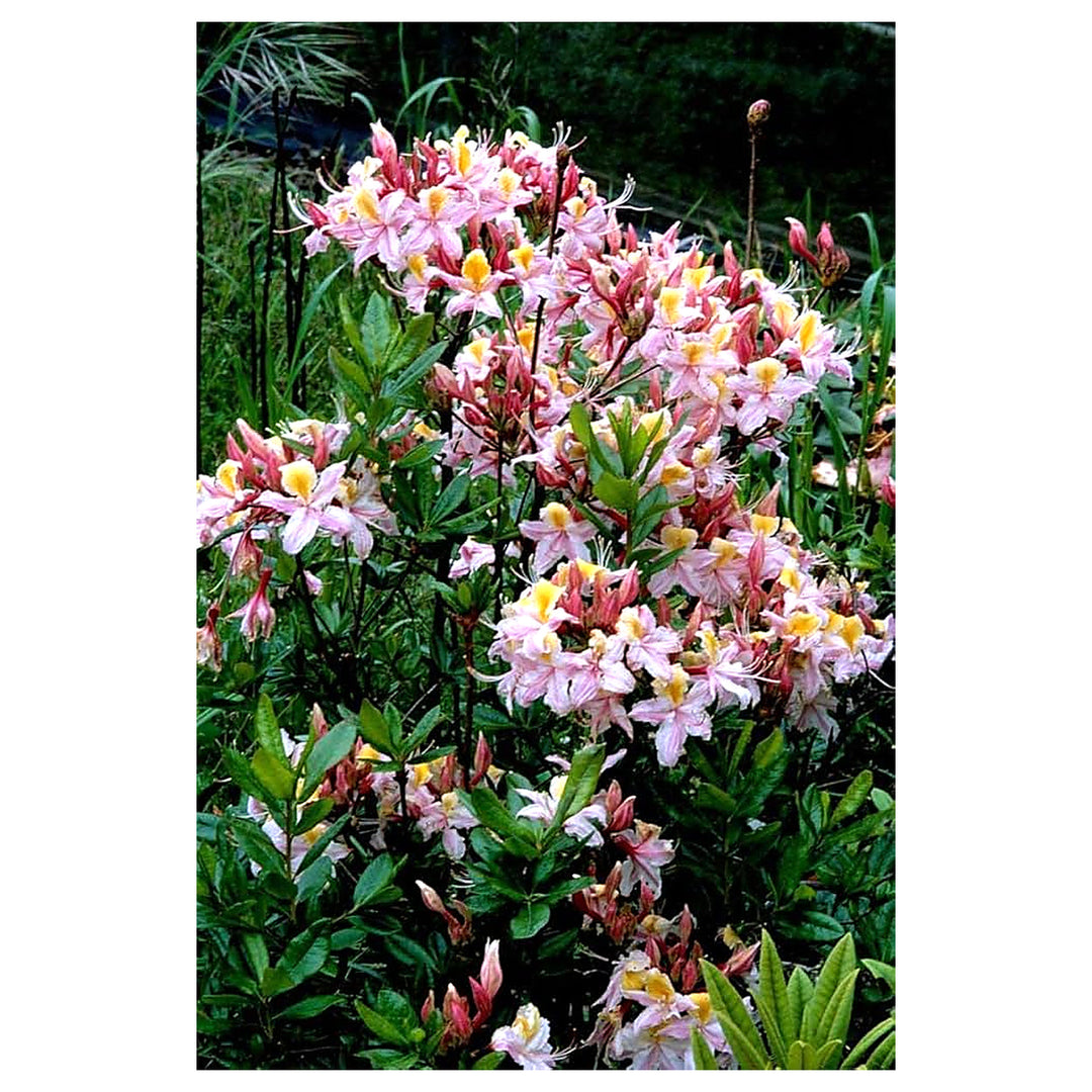 Heirloom Non-GMO Western Azalea Flower Seeds for Planting – Fragrant Rhododendron Occidentale Seeds for Pollinator  | Neera Seeds product photo [neera-v4-481a89abe360e86701cd]