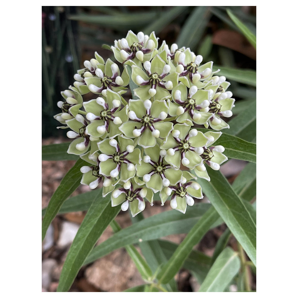Heirloom Asclepias asperula "Antelope Horns" Flower Seeds - Non-GMO, High Germination Organic Milkweed Garden Seeds | Neera Seeds product photo [neera-v4-481d114a0ff0bbe7f4ea]