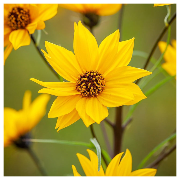 Helianthus Salicifolius Flower Seeds for Planting – Unique Ornamental Foliage and Bright Blooms | Neera Seeds product photo [neera-v4-481d706d44665a959ef5]