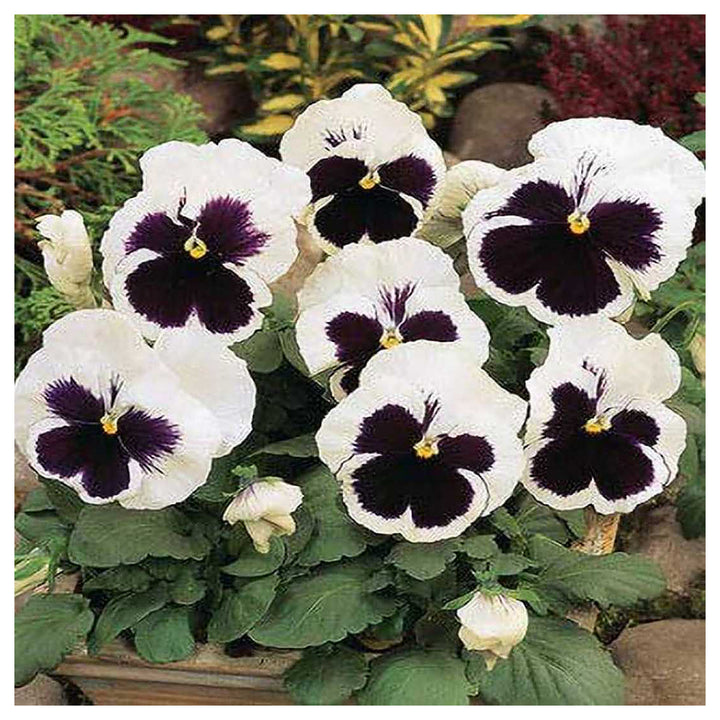 White Black Pansy Seeds for Planting | Heirloom, Non-GMO, Organic Flower Seeds | Neera Seeds product photo [neera-v4-482b746805be08abfc22]