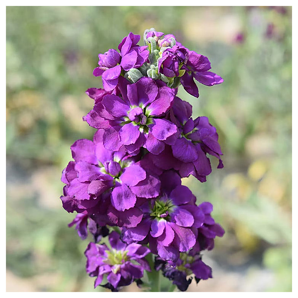 Purple Hoary Stock Flower Seeds for Planting – Organic, Heirloom & Non-GMO Fragrant Cottage Garden Blooms | Neera Seeds product photo [neera-v4-482d83d0119923a6cd1b]