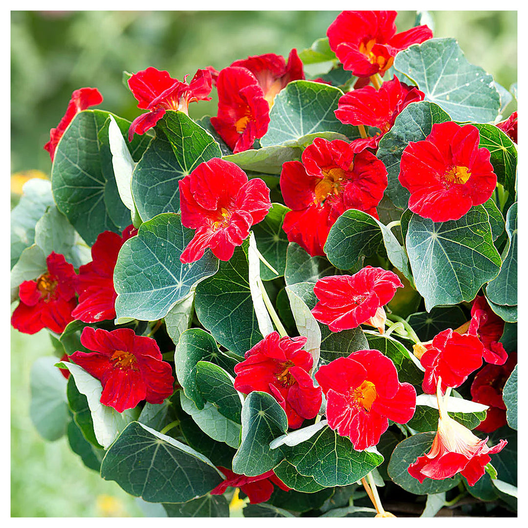 Heirloom Non-GMO Nasturtium Flower Seeds for Planting – Edible, High Germination Vibrant Blooms | Neera Seeds product photo [neera-v4-483cf04efd0292ab640b]