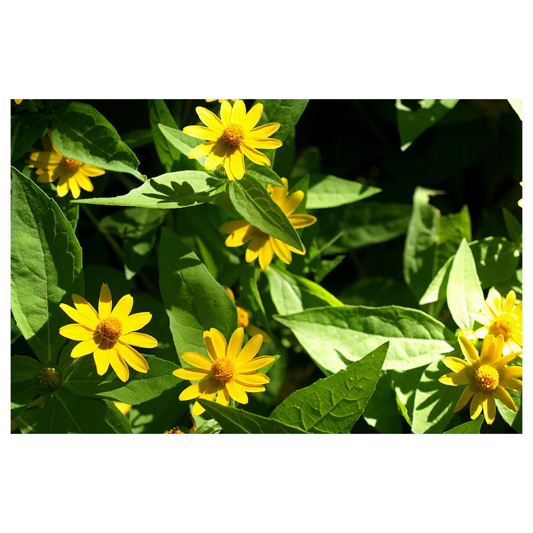 Heirloom Non-GMO Melampodium Paludosum Flower Seeds for Planting – Bright Compact Blooms for Garden Borders | Neera Seeds product photo [neera-v4-484b29719d641660ca40]