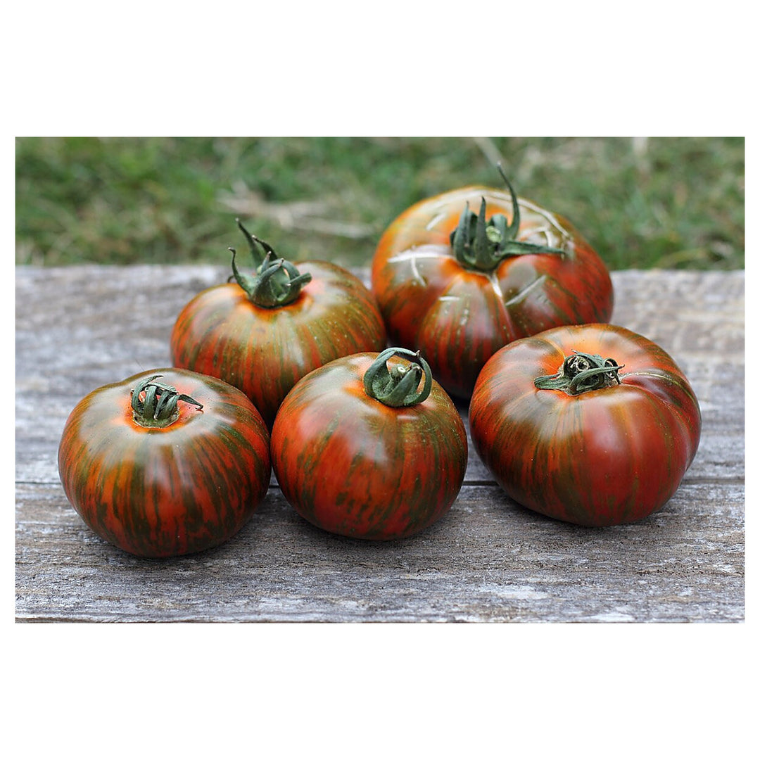 Chocolate Stripes Tomato Seeds for Planting – Heirloom, Non-GMO, High Germination Organic Garden Seeds | Neera Seeds product photo [neera-v4-484c838c298dc4140abb]