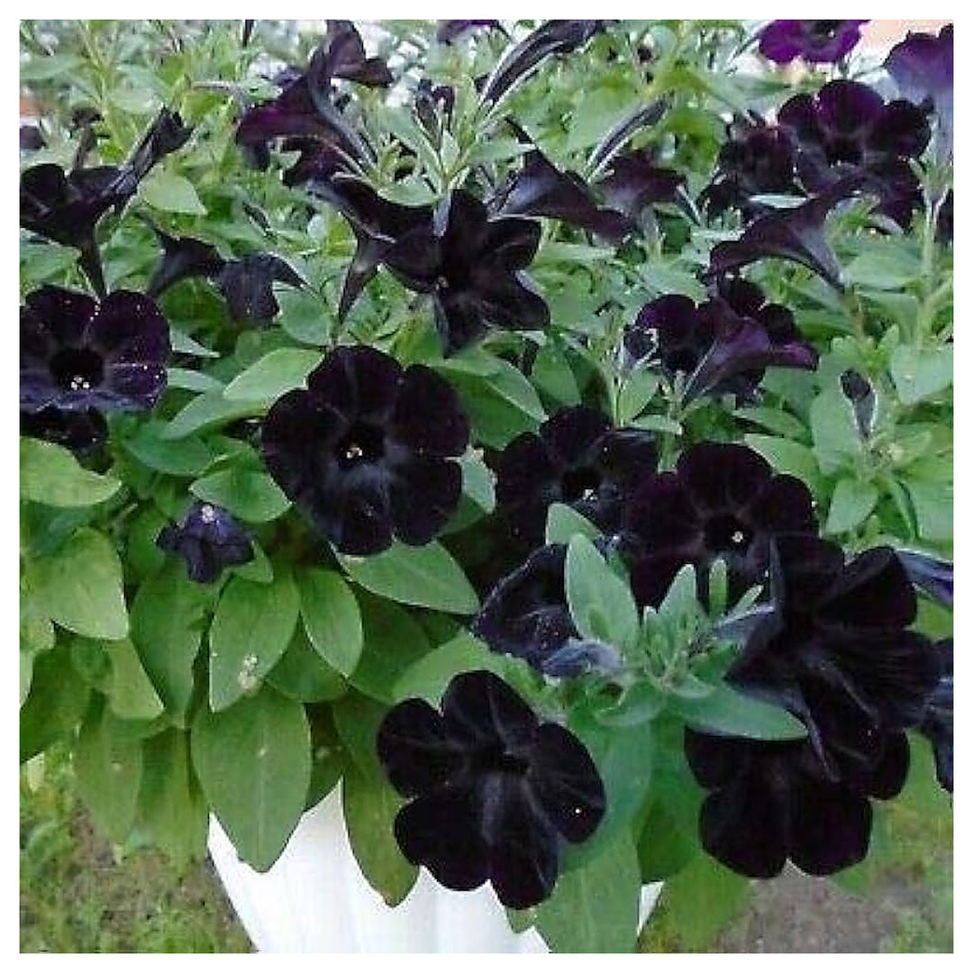 Petunia Flower Gorgeous Garden Bonsai Projects Flower Seeds Home Garden Planting, Premium | Neera Seeds product photo [neera-v4-485722b63ba07db67134]