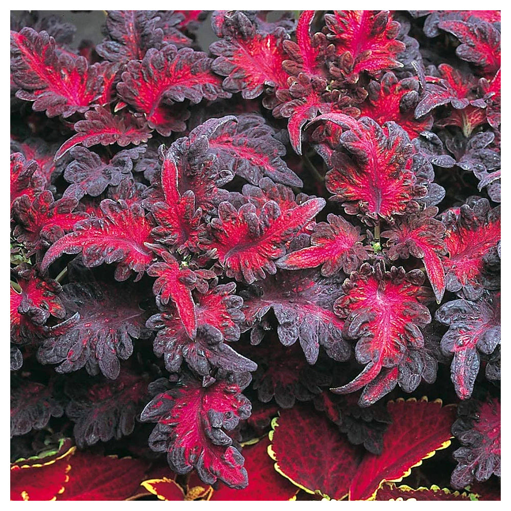 Black Dragon Coleus Flower Seeds for Planting - Heirloom Non-GMO High Germination Organic Garden Seeds | Neera Seeds product photo [neera-v4-48596471983a9d78f230]