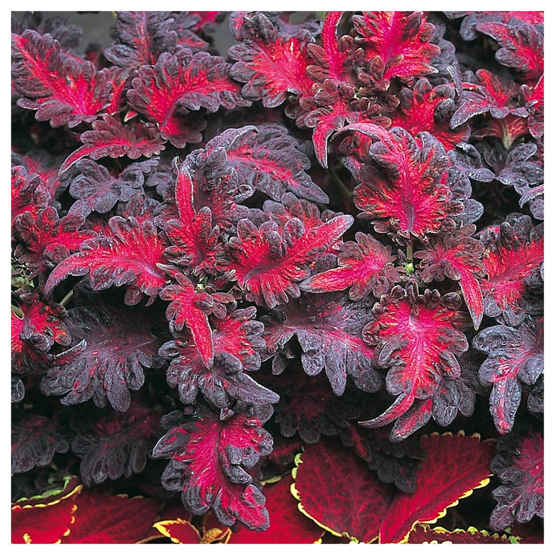 Black Dragon Coleus Flower Seeds for Planting - Heirloom Non-GMO High Germination Organic Garden Seeds | Neera Seeds product photo [neera-v4-48596471983a9d78f230]