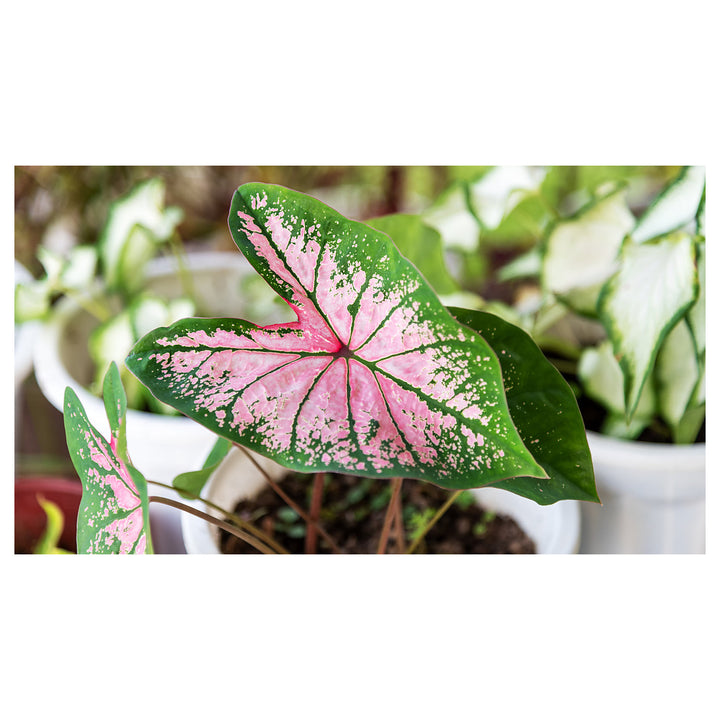 Light Pink Green Caladium Leaf Seeds – Heirloom Non-GMO High Germination Organic Garden Seeds for Planting | Neera Seeds product photo [neera-v4-48632c598f2f461ed684]