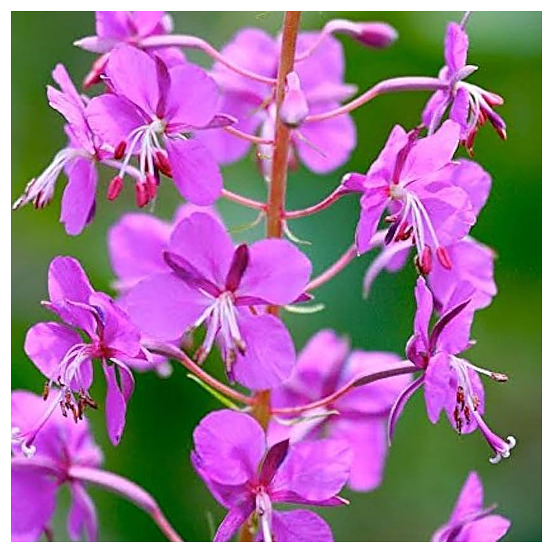 Fireweed Epilobium Angustifolium Perennial Ground Cover Flower Seeds Home Garden Planting, | Neera Seeds product photo [neera-v4-4870d4a531b9eaf31bee]
