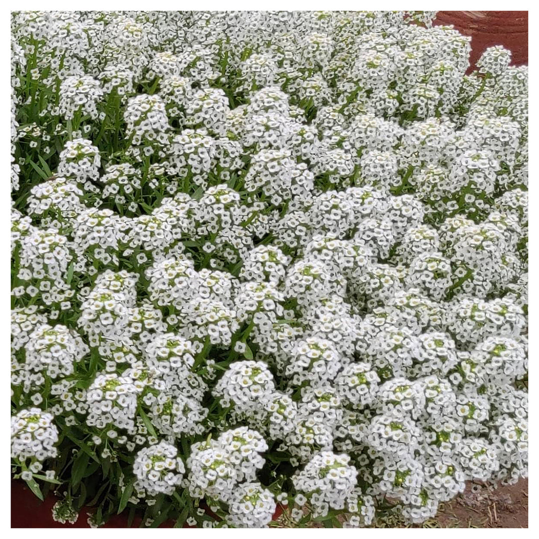 Heirloom Tiny Tim Alyssum Flower Seeds for Planting – Non-GMO | Fragrant Garden Blooms | High Germination | Neera Seeds product photo [neera-v4-487af90cf6a1ec2fd5b8]