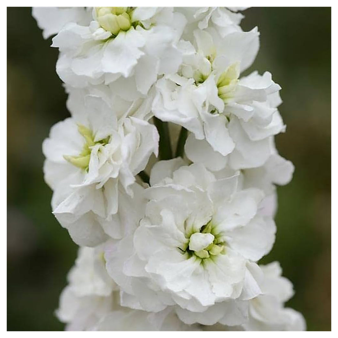 White Matthiola Incana Flower Seeds for Planting – Heirloom, Non-GMO, High Germination Organic Garden Seeds | Neera Seeds product photo [neera-v4-489d21e9a66c8f59bdf4]