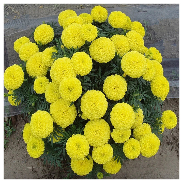 Heirloom Non-GMO Marigold Flower Seeds for Planting – Bright and Hardy Garden Blooms | Neera Seeds product photo [neera-v4-489e7e6e2cfedddbbdbb]