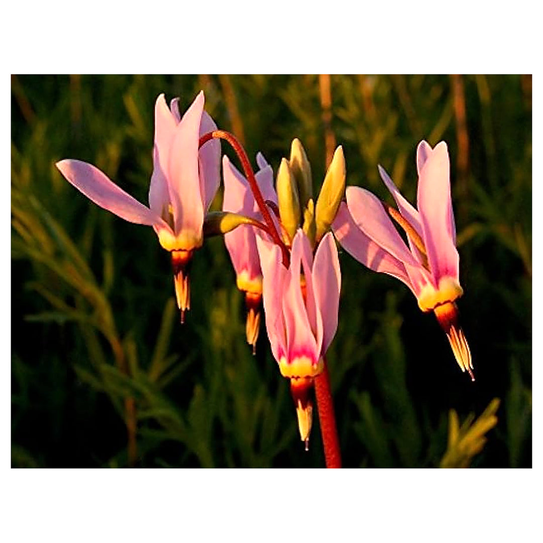 Pink Midland Shooting Flower Seeds for Planting | Heirloom Non-GMO High Germination Organic Garden Seeds | Neera Seeds product photo [neera-v4-489fdb16420b2071de0f]