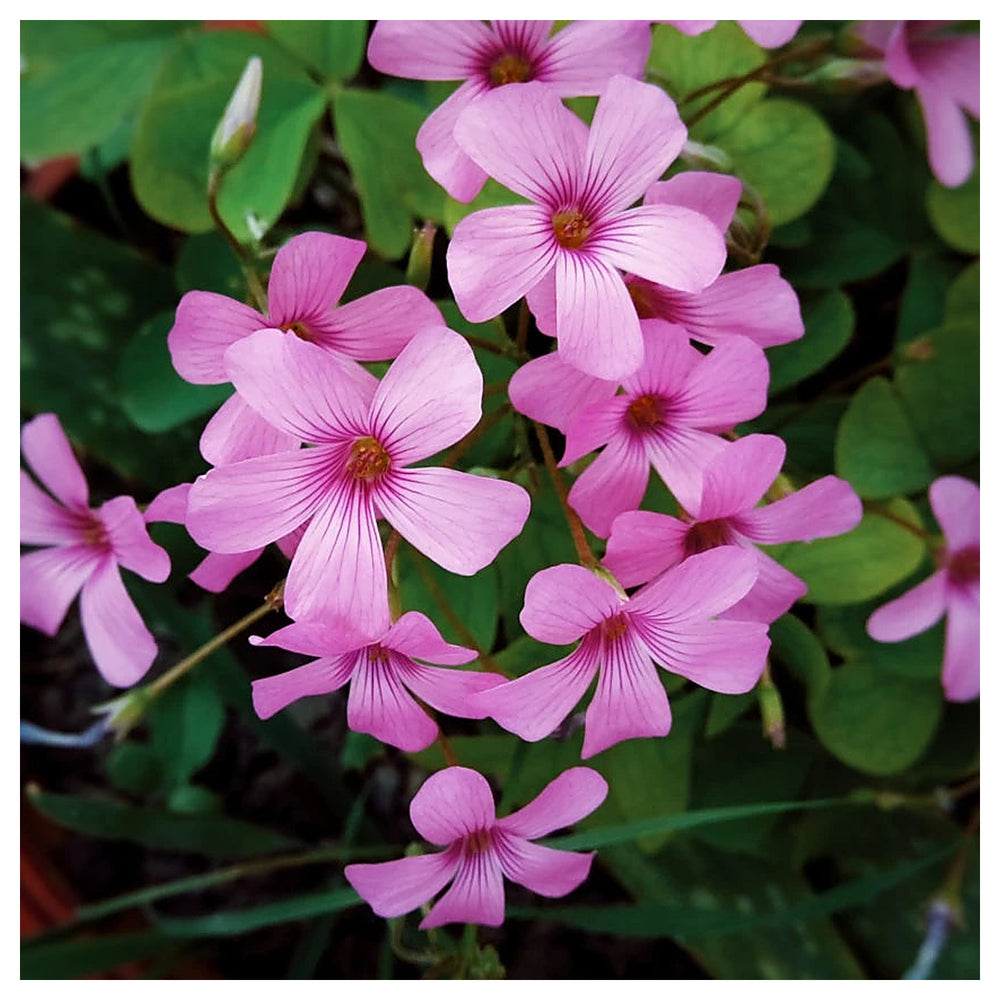 Oxalis Spring Flower Seeds for Planting – Heirloom, Non-GMO Organic Garden Seeds with Bright Seasonal Blooms | Neera Seeds product photo [neera-v4-48a395decefd65b1511b]