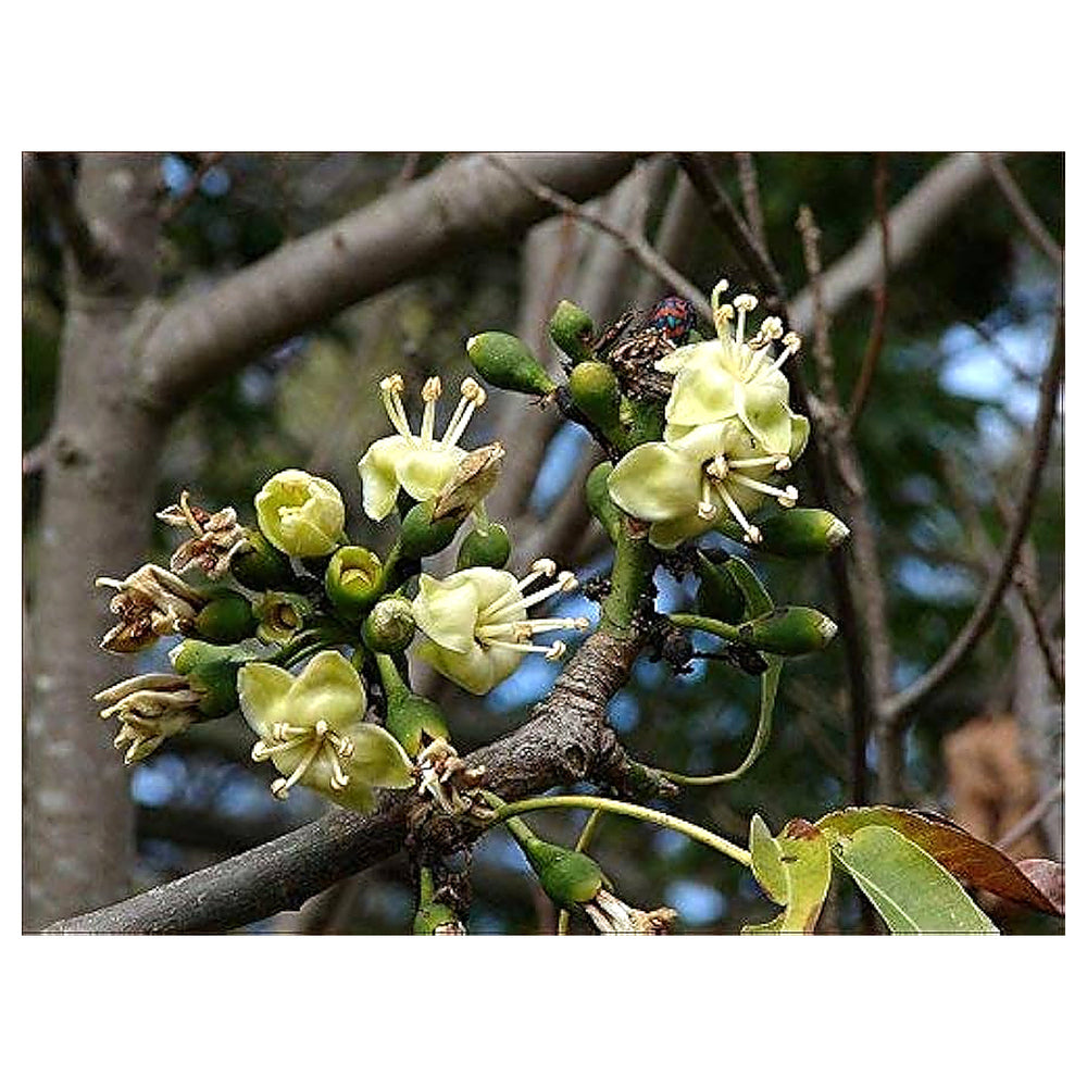Green Ceiba Pentandra Flower Seeds for Planting – Exotic Kapok Tree Seeds | Neera Seeds product photo [neera-v4-48a518a449a30c2cbdad]