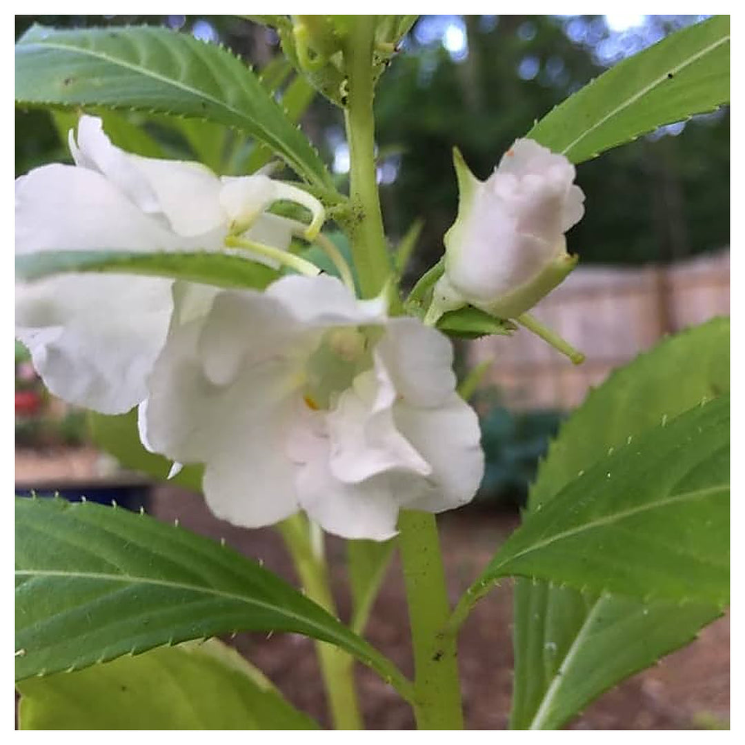 Heirloom Non-GMO White Balsamine Flower Seeds for Planting – Elegant Garden Annual Blooms | Neera Seeds product photo [neera-v4-48b26ae953e0803c7968]