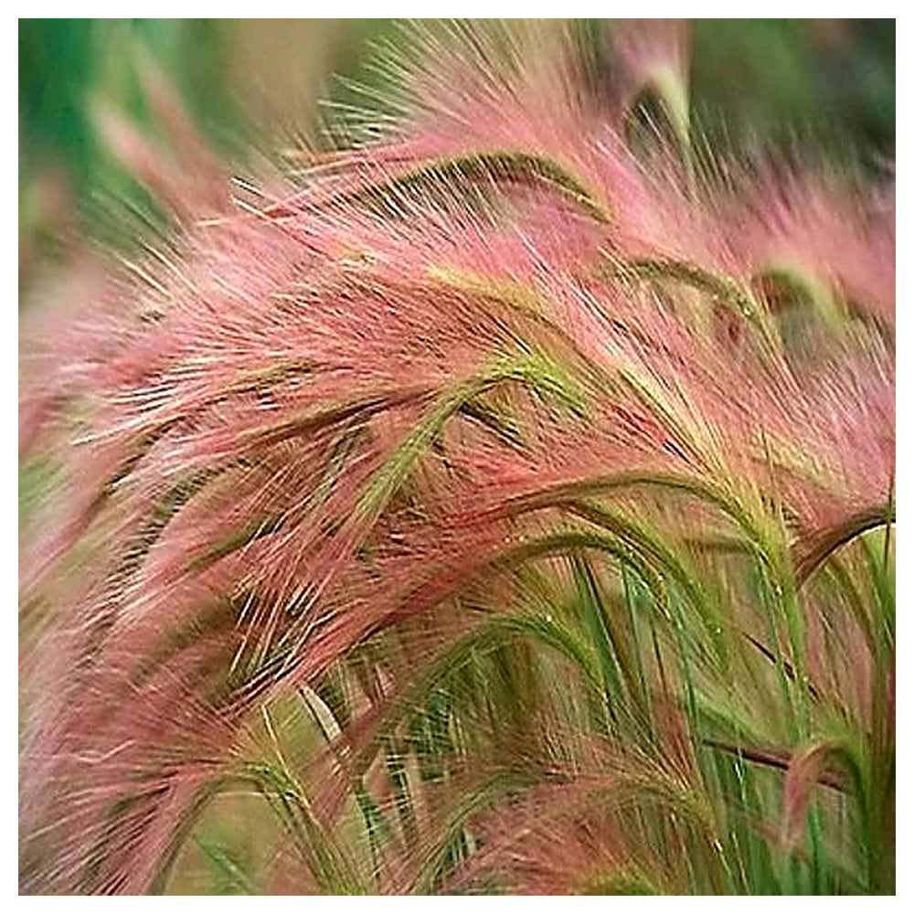 Foxtail Millet Red Jewel Ornamental Plant Seeds for Planting – Heirloom & Non-GMO Garden Seeds | Neera Seeds product photo [neera-v4-48b9b05a76f33cc29b1a]