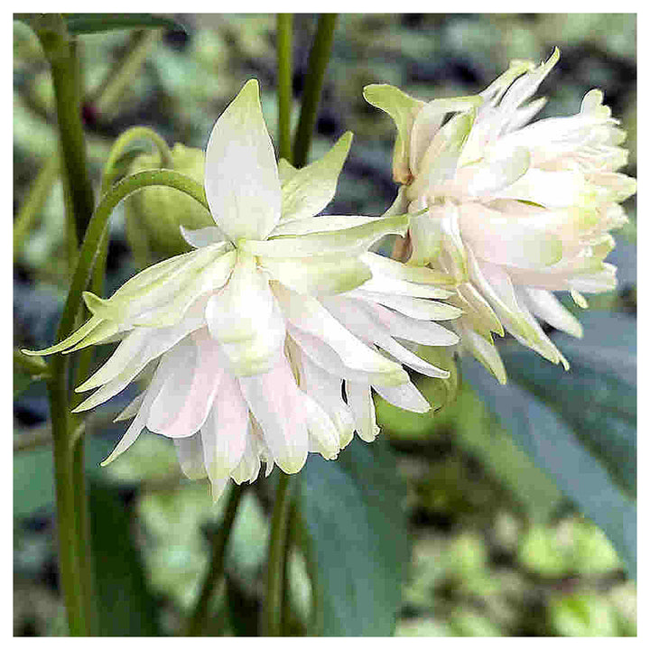Aquilegia Lace Flower Seeds for Planting – Heirloom, Non-GMO, High Germination Organic Garden Seeds | Neera Seeds product photo [neera-v4-48bd4e3ec0f7df853372]