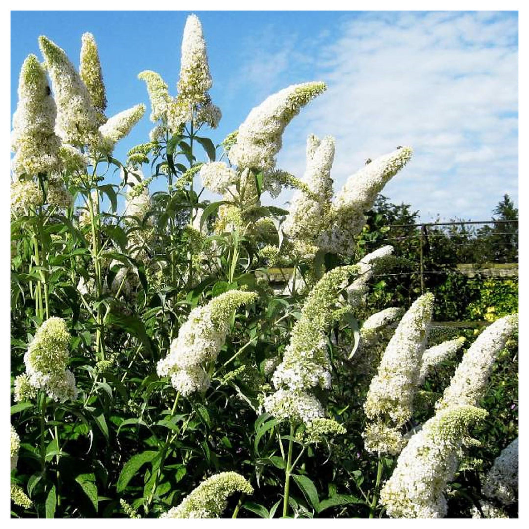 White Buddleja Flower Seeds – Heirloom Non-GMO High Germination Organic Garden Seeds for Planting | Neera Seeds product photo [neera-v4-48c799a5a23561be1d5b]