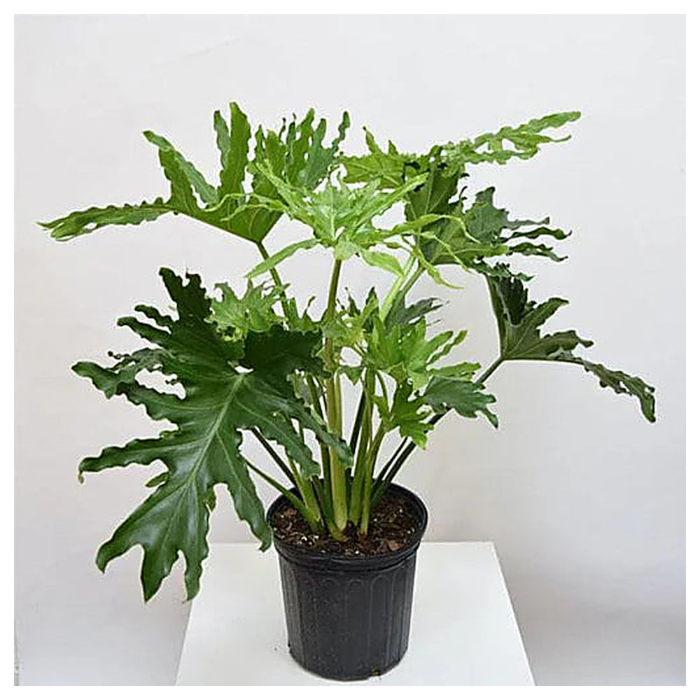 Futaba Philodendron Selloum Koch Plant Seeds for Planting – Heirloom, Non-GMO, High Germination Organic Garden Seed | Neera Seeds product photo [neera-v4-48dfe6ec41e7e2870939]