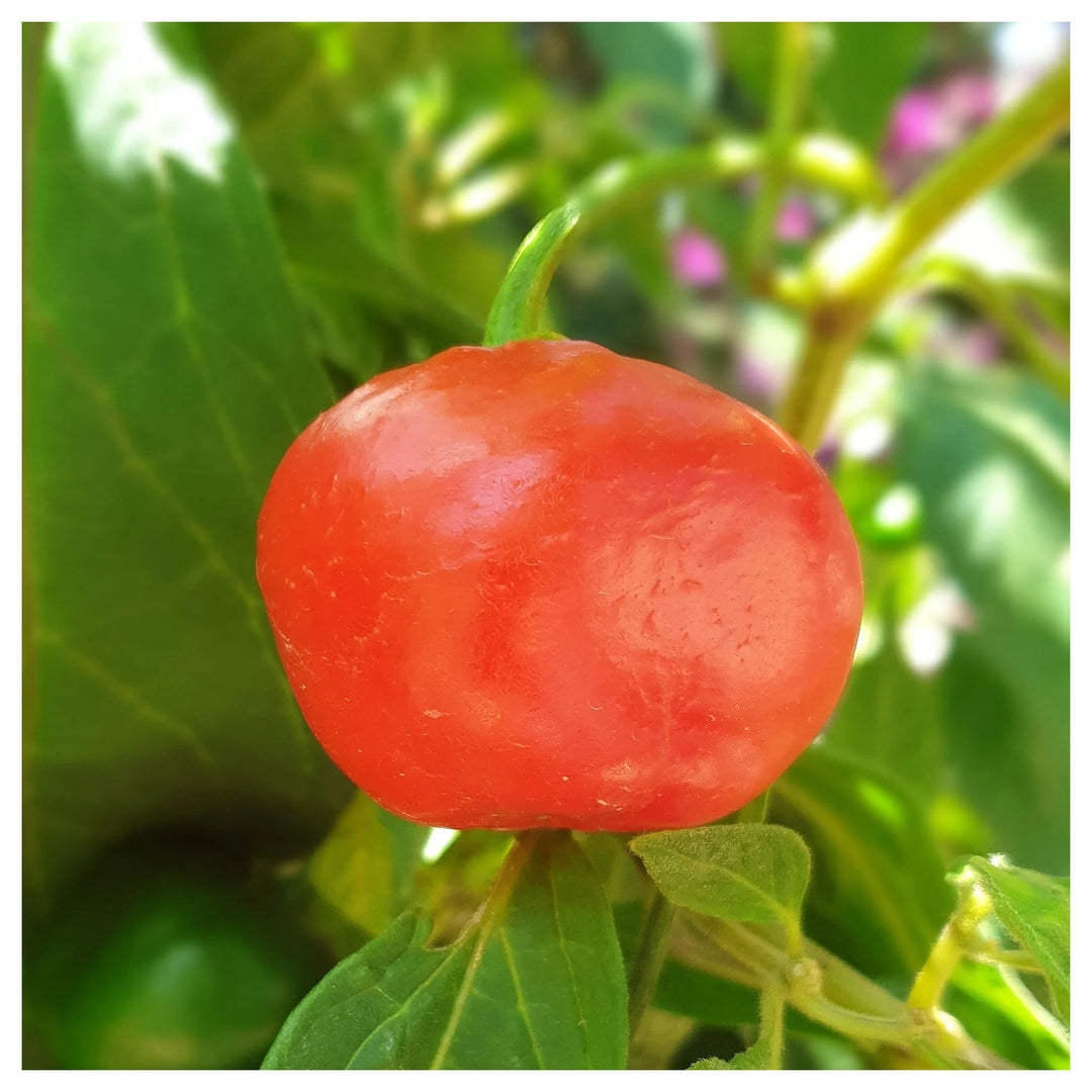 Rocoto Pepper Red Manzano Seeds for Planting – Heirloom, Non-GMO Organic Garden Seeds | Neera Seeds product photo [neera-v4-48e93979f649464e24d3]