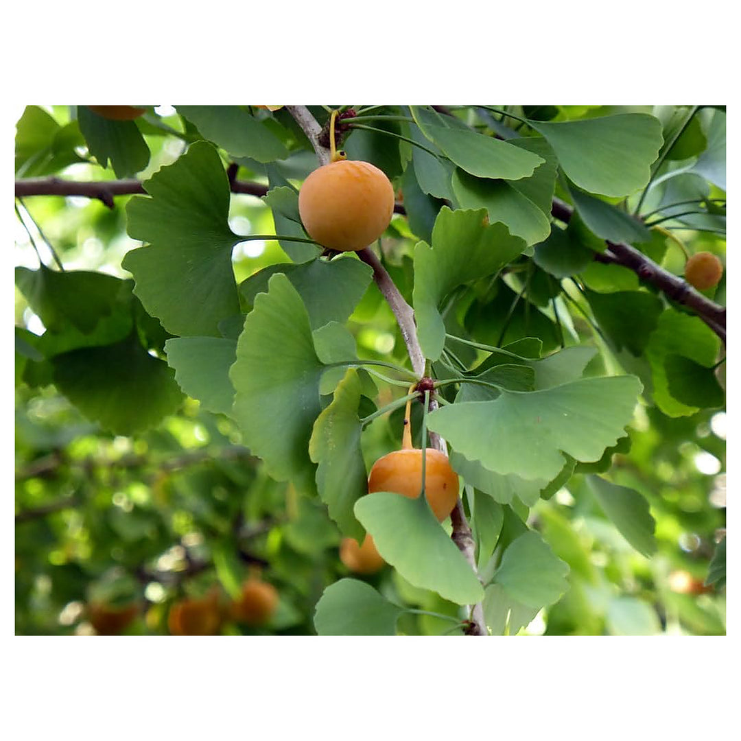Honeydew Melon Seeds – Heirloom, Non-GMO, High Germination Organic Garden Seeds for Planting Sweet, Refreshing Frui | Neera Seeds product photo [neera-v4-48e9c6c4a9d45eb54755]