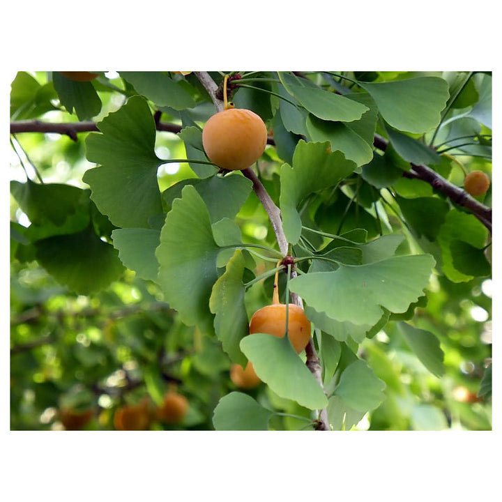Honeydew Melon Seeds – Heirloom, Non-GMO, High Germination Organic Garden Seeds for Planting Sweet, Refreshing Frui | Neera Seeds product photo [neera-v4-48e9c6c4a9d45eb54755]