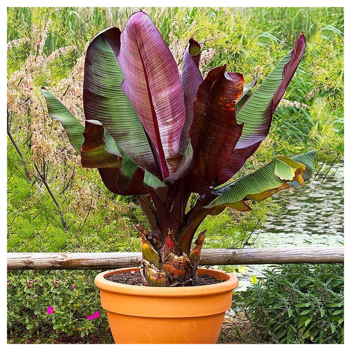 Musa Balbisiana For Planting Musa Balbisiana For Tropical Gardens And Ornamental Landscapes Flower | Neera Seeds product photo [neera-v4-48ef402a007fa09a49ce]