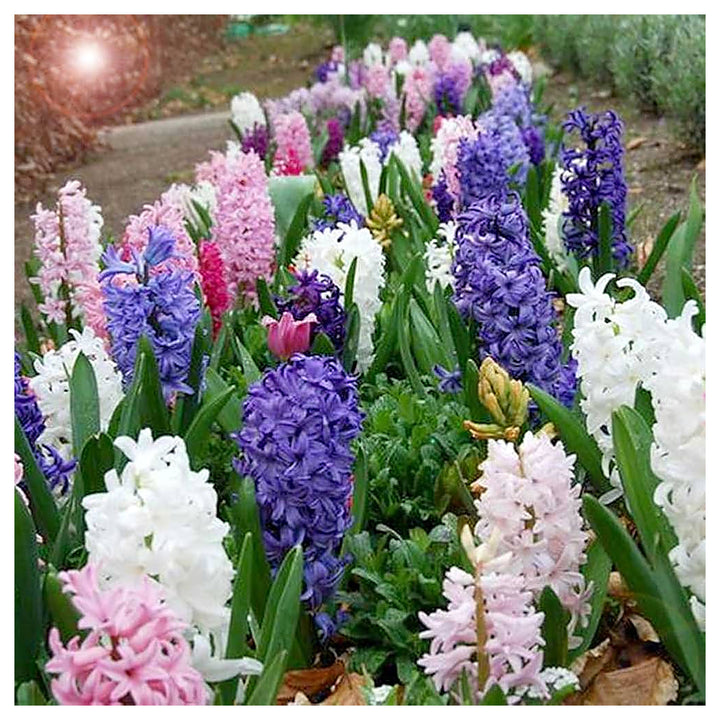 Multi-Color Hyacinthus Orientalis Seeds for Planting – Heirloom, Non-GMO, High Germination Organic Garden Seeds | Neera Seeds product photo [neera-v4-48fe398b93e3d5a53fe7]