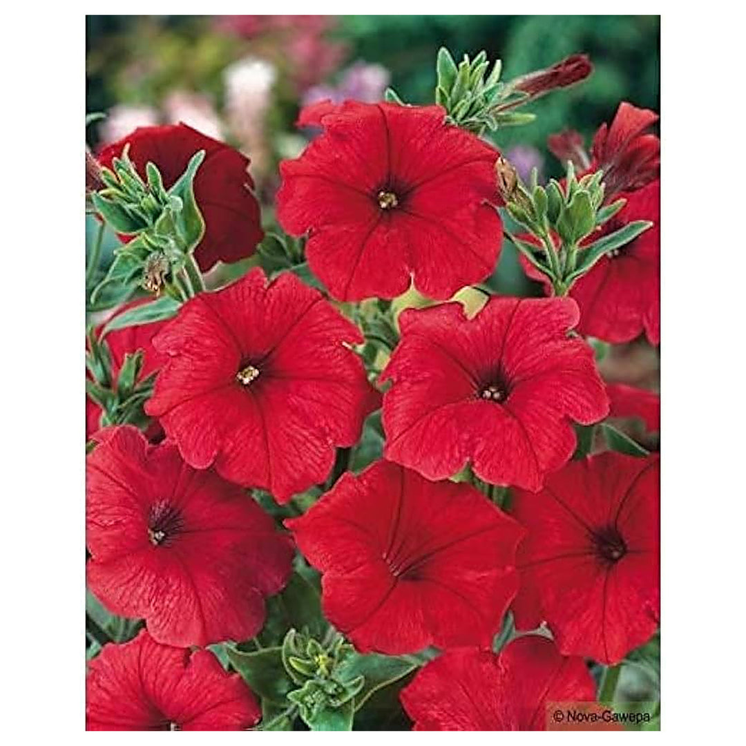 Petunia Double Madness Burgundy Flower Seeds for Planting – Heirloom, Non-GMO Seeds, High Germination, Easy Grow | Neera Seeds product photo [neera-v4-4900a21036a6fee57eb1]