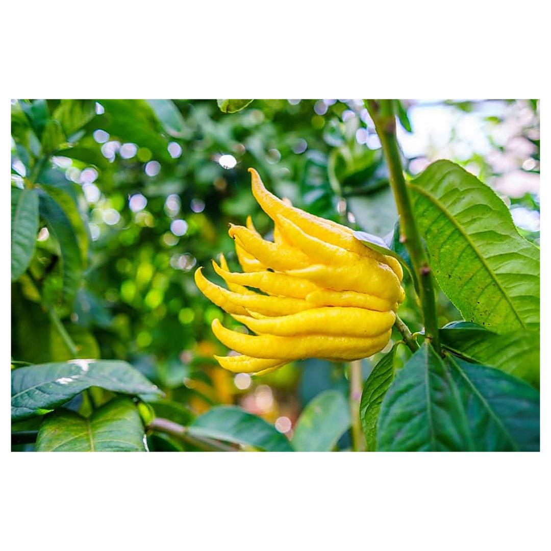 Buddha's Hand Flower Seeds for Planting – Non-GMO, Heirloom, High Germination Seeds | Neera Seeds product photo [neera-v4-4907492f6b773230b09f]