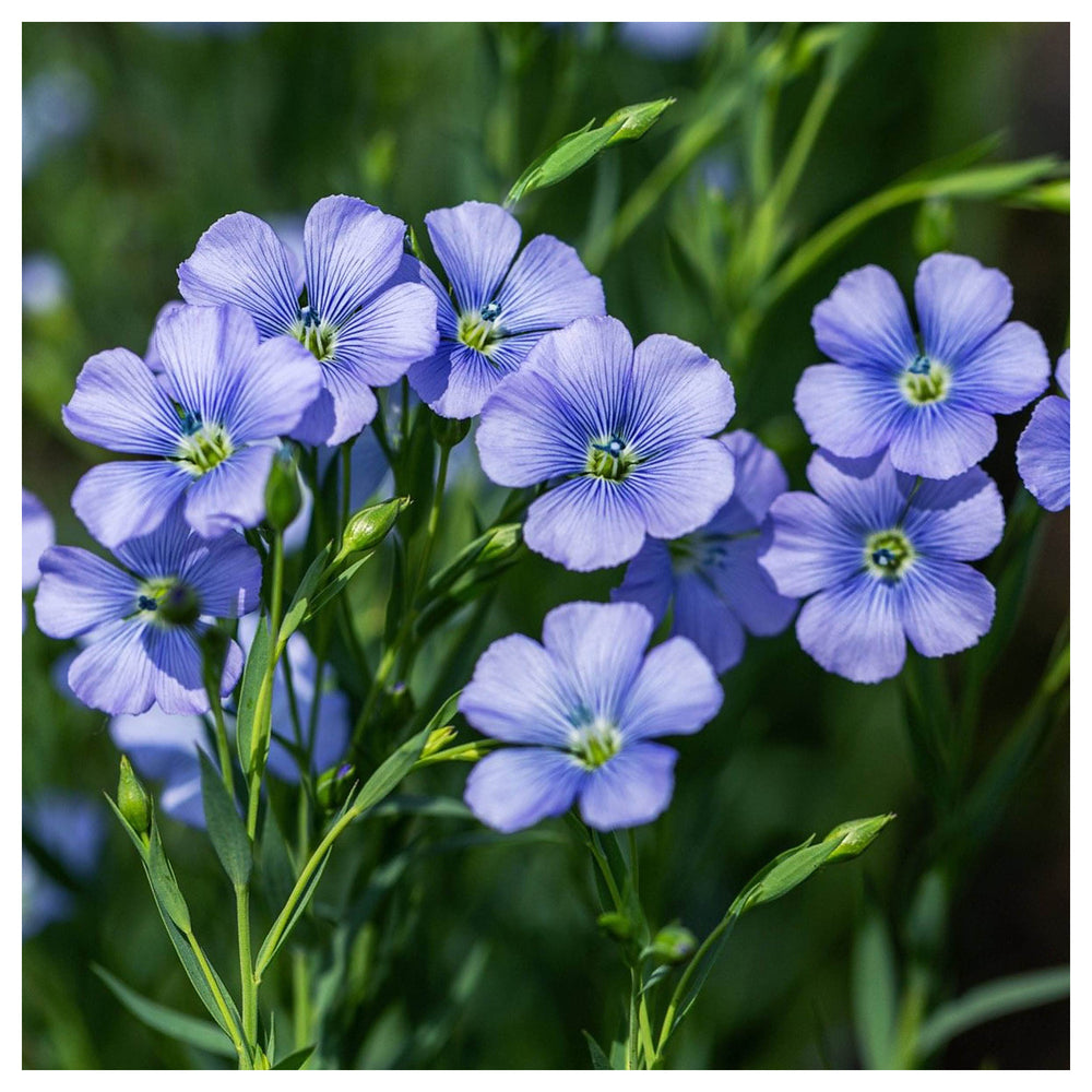 Heirloom Non-GMO Flax Flower Seeds for Planting – Delicate Blooms and Pollinator-Friendly Garden Seeds | Neera Seeds product photo [neera-v4-49166828f09fc6455b7e]