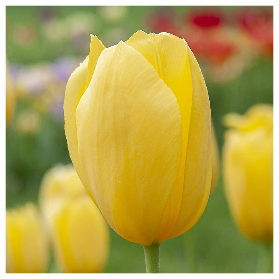 Organic Heirloom Non-GMO Light Yellow Tulip Seeds for Planting – Spring Blooms | Neera Seeds product photo [neera-v4-495cca52fd13c180e623]