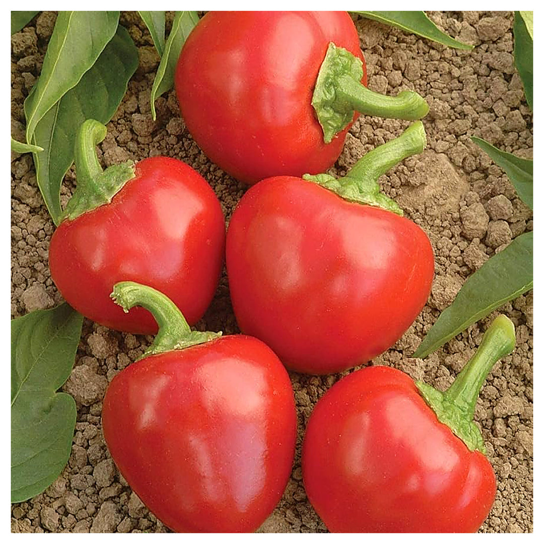 Red Cherry Hot Pepper Seeds for Planting heirloom & Non-GMO Seeds | Neera Seeds product photo [neera-v4-496782ab9fdfb2ea8c6d]