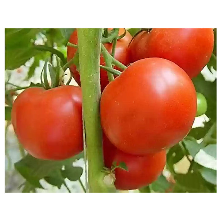 Burpee Celebrity Hybrid Red Tomato Seeds for Planting – Heirloom, Non-GMO, High Germination Vegetable Seeds | Neera Seeds product photo [neera-v4-4968e2d9449075432743]