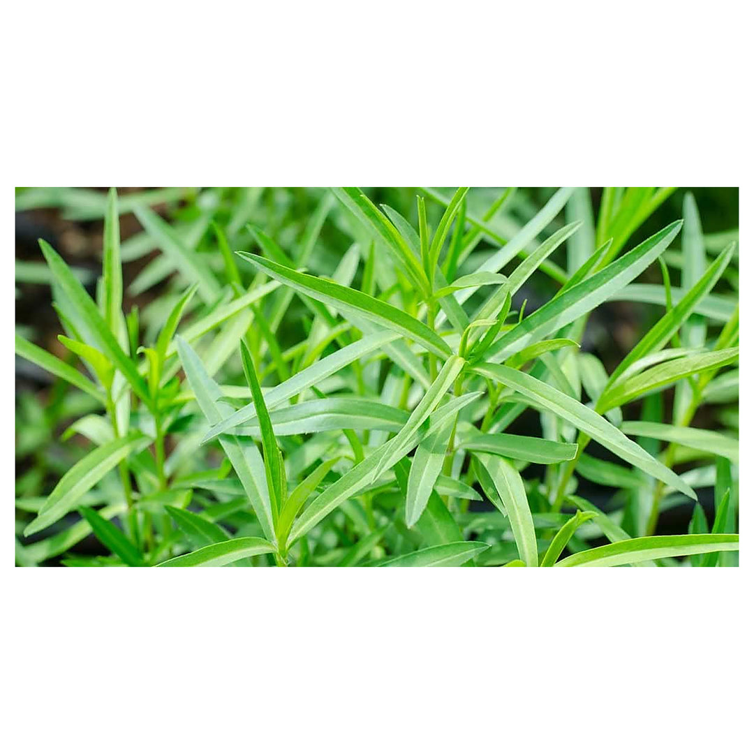 Tarragon Plant Seeds for Planting - NON GMO Seeds | Neera Seeds product photo [neera-v4-4976b69396ec83130661]