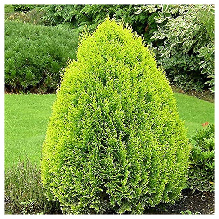 Green Thuja Orientalis Seeds for Planting – Heirloom, Non-GMO, High Germination Organic Garden Seeds for Ornamental | Neera Seeds product photo [neera-v4-49872b5421980379031a]